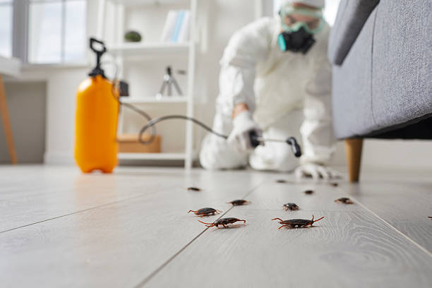 Commercial Rodent Management in Olla
